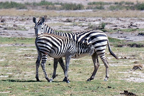 Kenia (234)